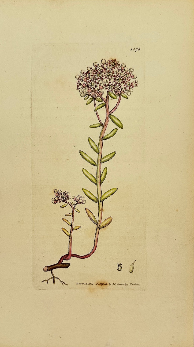 Antique Botanical Print - James Sowerby - Sedum Album - White Stonecтор - F1
