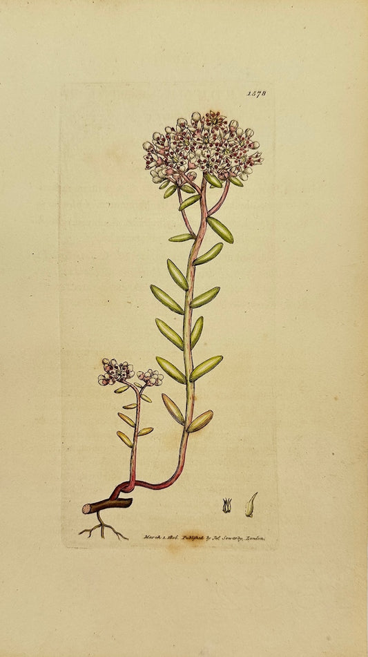 Antique Botanical Print - James Sowerby - Sedum Album - White Stonecтор - F1
