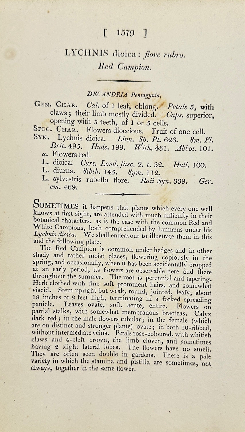 Antique Print - James Sowerby - Lychnis Dioica: Flore Rubro - Red Campion - F1