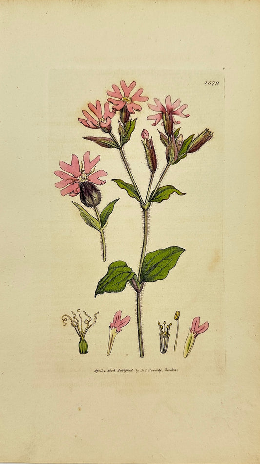 Antique Print - James Sowerby - Lychnis Dioica: Flore Rubro - Red Campion - F1