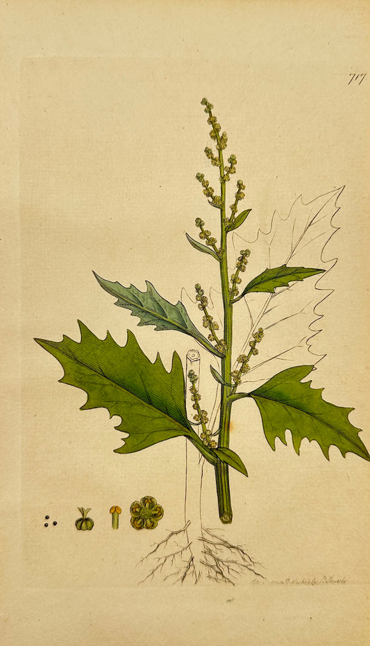 Antique Botanical Print - James Sowerby - Chenopodium Urbicum - Goofefoot - F1