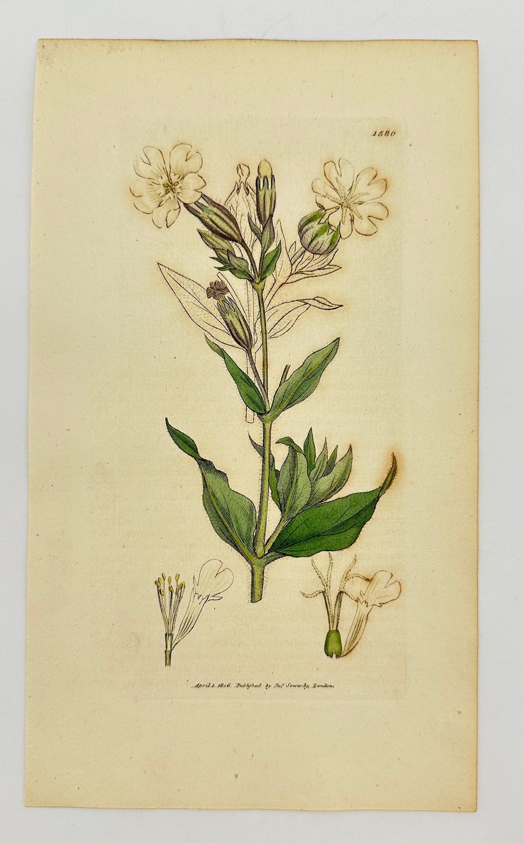 Antique Print - James Sowerby - Lychnis Dioica: Flore Albo - White Campion - F1