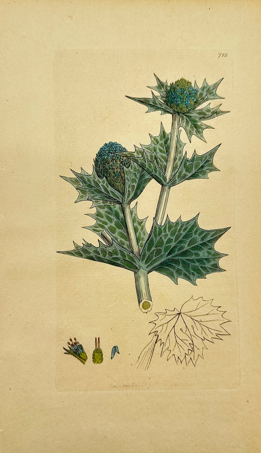 Antique Botanical Print - James Sowerby -  Eryngium Maritimum - Sea Eryngo - F1