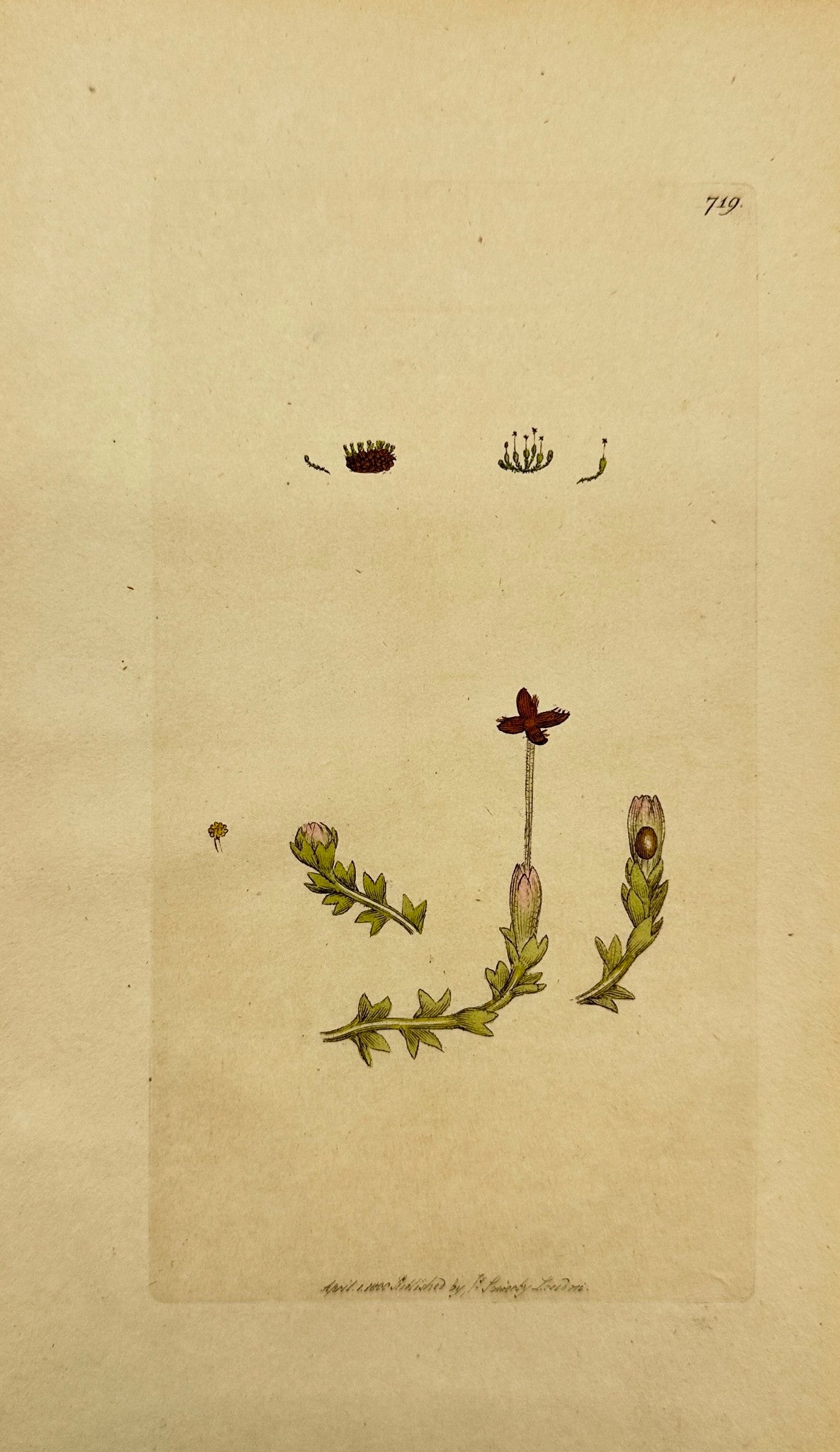 Antique Print - James Sowerby - Jungermannia Divaricata - Spreading-leaved - F1