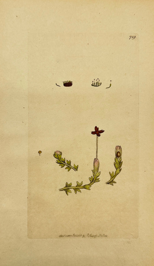 Antique Print - James Sowerby - Jungermannia Divaricata - Spreading-leaved - F1