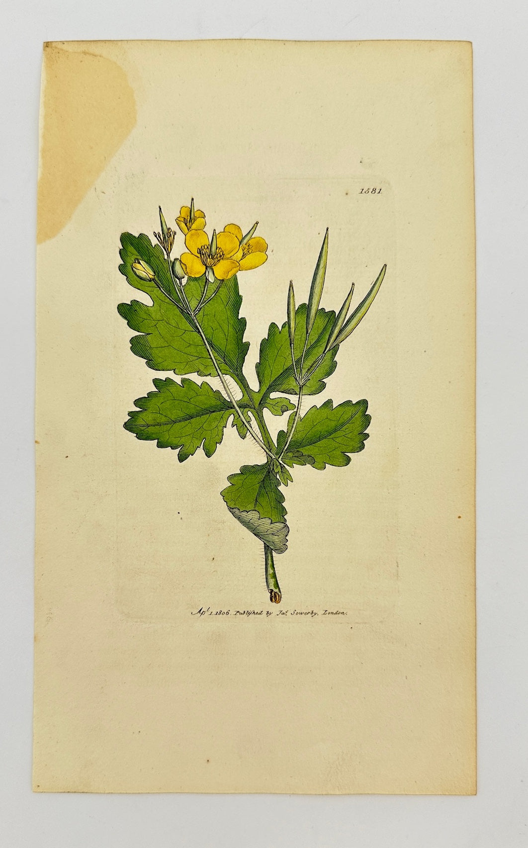 Antique Botanical Print - James Sowerby - Chelidonium Majus - Celandine - F1