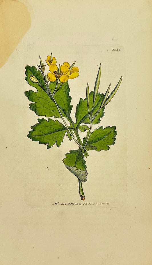 Antique Botanical Print - James Sowerby - Chelidonium Majus - Celandine - F1