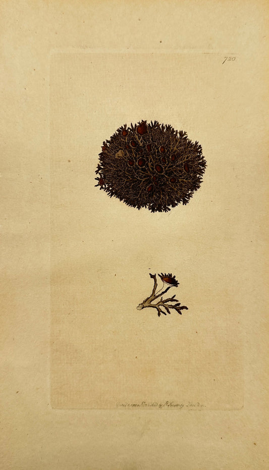 Antique Print - James Sowerby - Dark Radiated Lichen - Lichen Triftis - F1