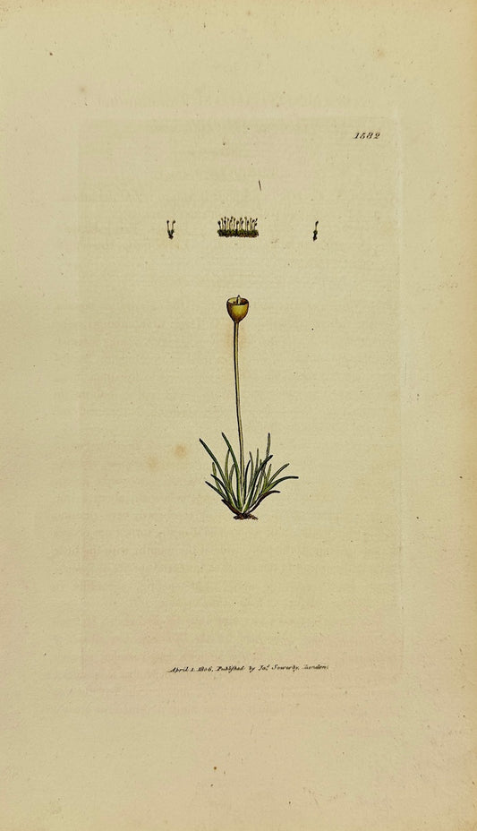 Antique Print - Sowerby - Gymnostomum Donnianum - Donnian Beardless-moss - F1