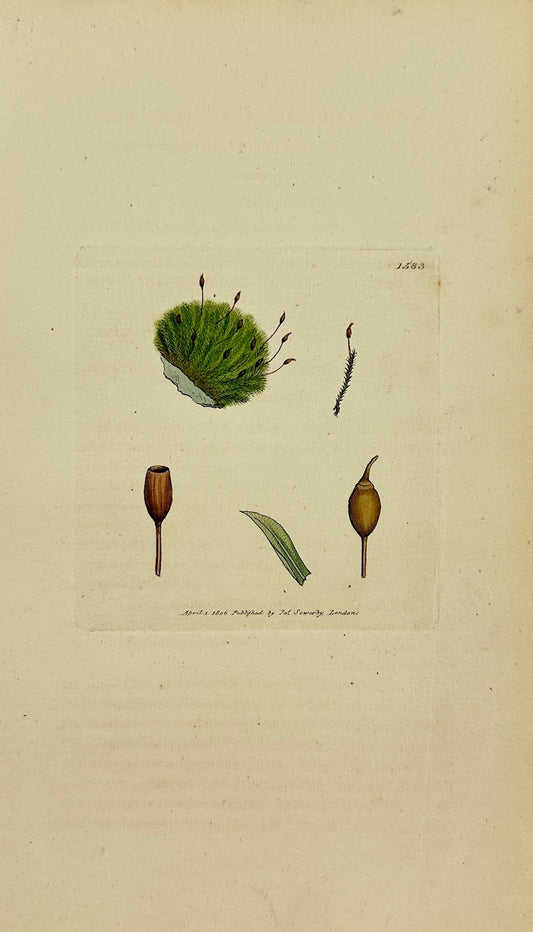 Antique Print - Sowerby - Gymnostomum Viridissimum - Greenish Gymnostomum - F1