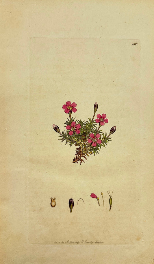 Antique Botanical Print - James Sowerby - Silene Acaulis - Moss Campion - F1
