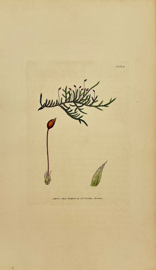 Antique Print - Sowerby - Hypnum Implexum - Green Matted Feather-moss - F1