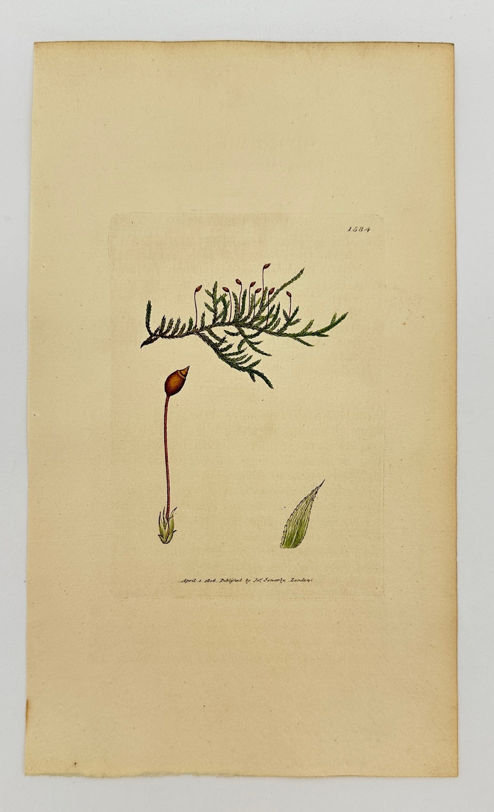 Antique Print - Sowerby - Hypnum Implexum - Green Matted Feather-moss - F1
