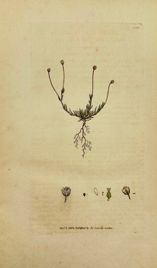 Antique Print - Sowerby - Spergula Rubulata - Ciliated Awl-shaped Spurrey - F1