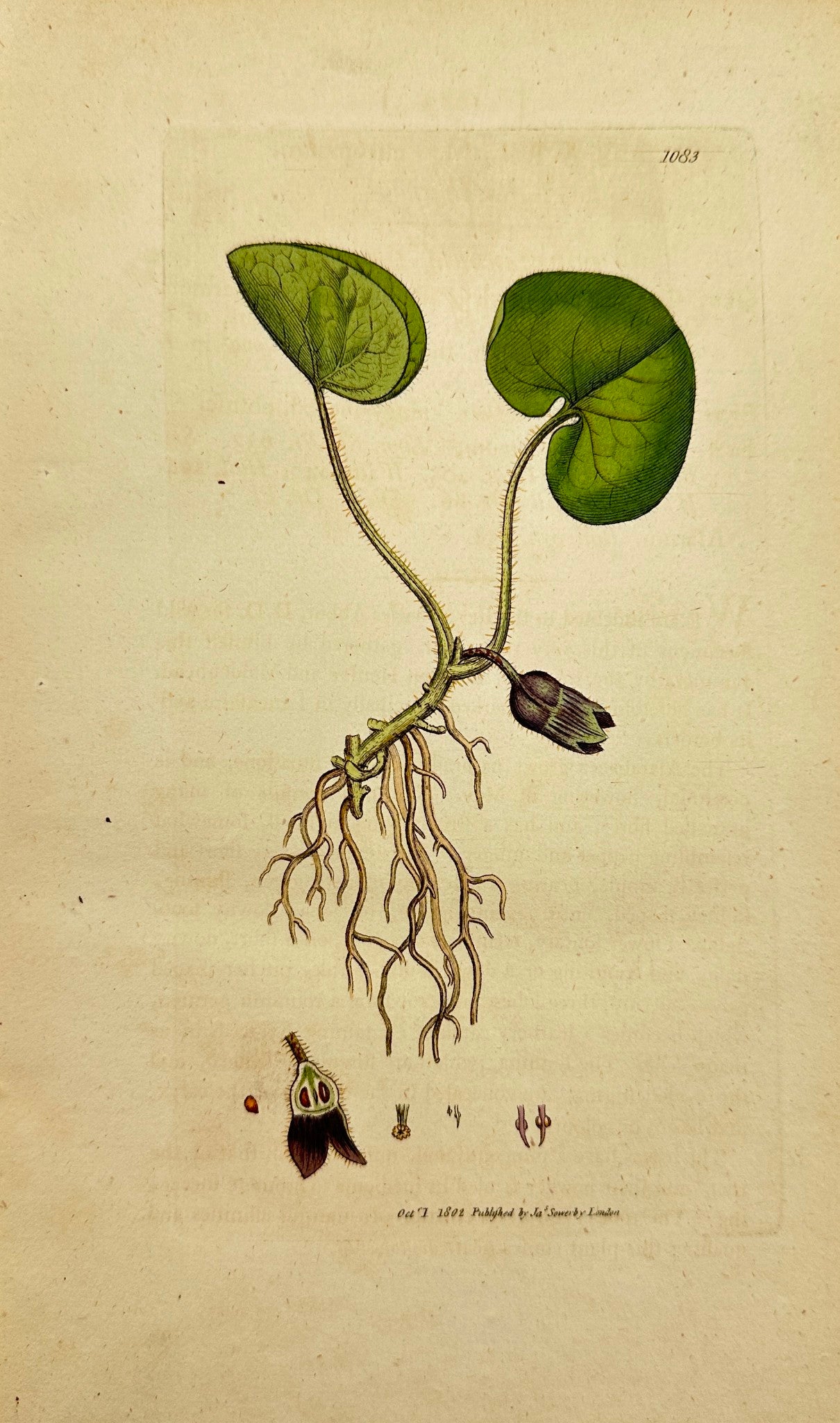 Antique Print - James Sowerby - Asarum Europaeum - European Wild Ginger - F1