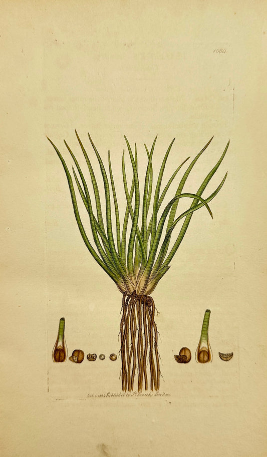 Antique Botanical Print - James Sowerby - Isoetes Lacustris - Quillwort - F1