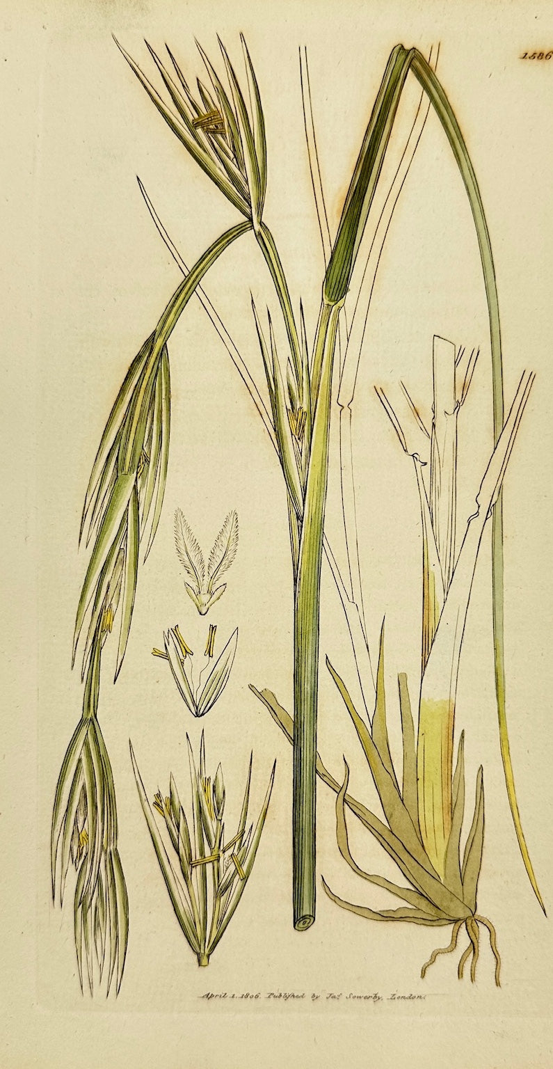 Antique Print - Sowerby - Elymus Geniculatus - Pendulous Sea Lyme-grass - F1