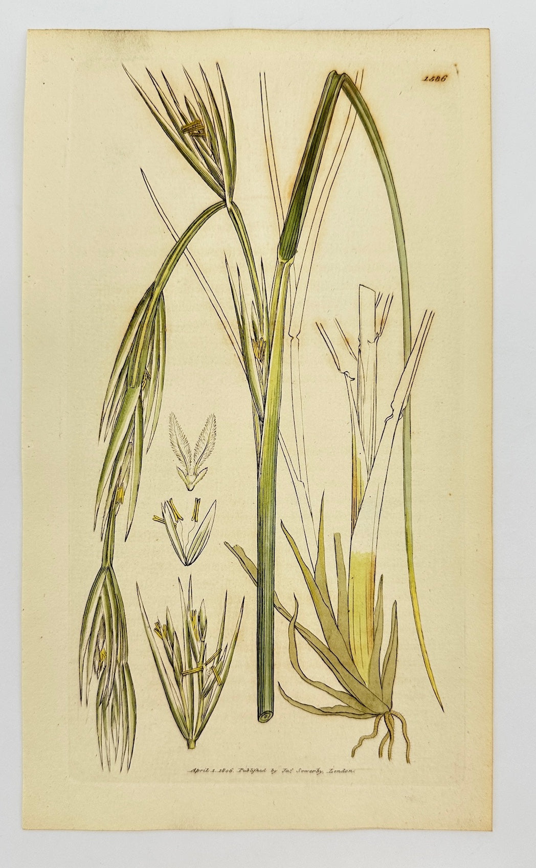 Antique Print - Sowerby - Elymus Geniculatus - Pendulous Sea Lyme-grass - F1