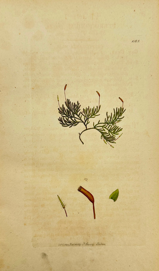 Antique Print - James Sowerby - Pterogonium Gracile - Slender Pterogonium - F1