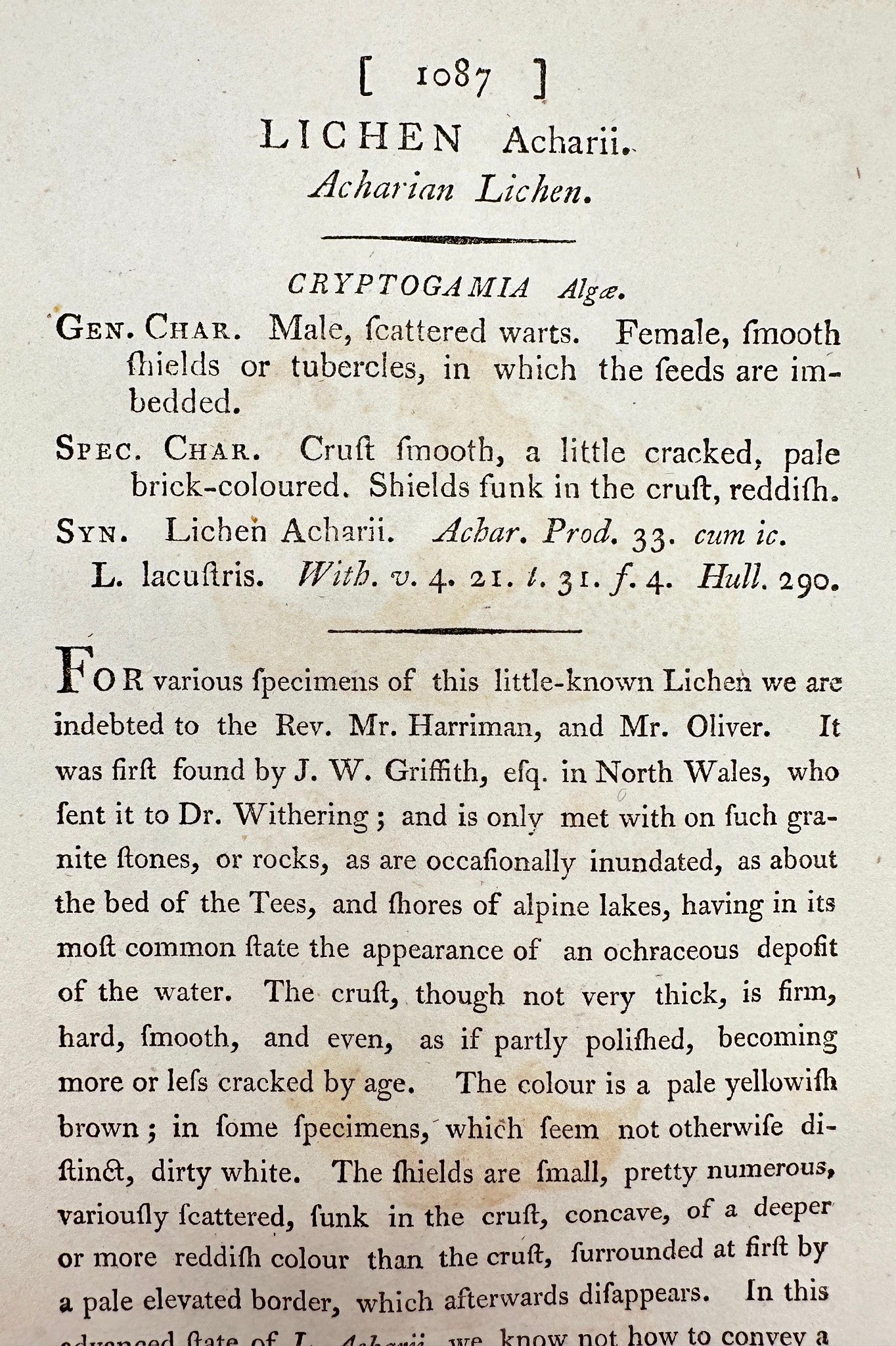 Antique Botanical Print - James Sowerby - Lichen Acharii - Acharian Lichen - F1