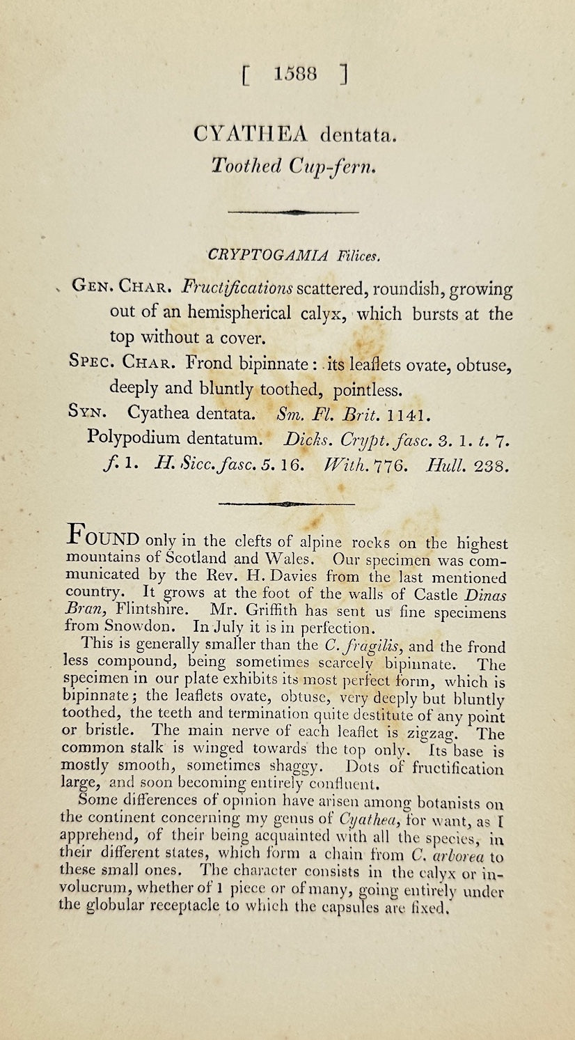 Antique Print - James Sowerby - Cyathea Dentata - Toothed Cup-fern - F1