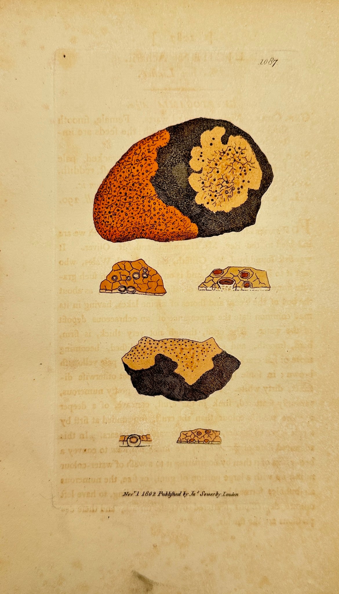 Antique Botanical Print - James Sowerby - Lichen Acharii - Acharian Lichen - F1