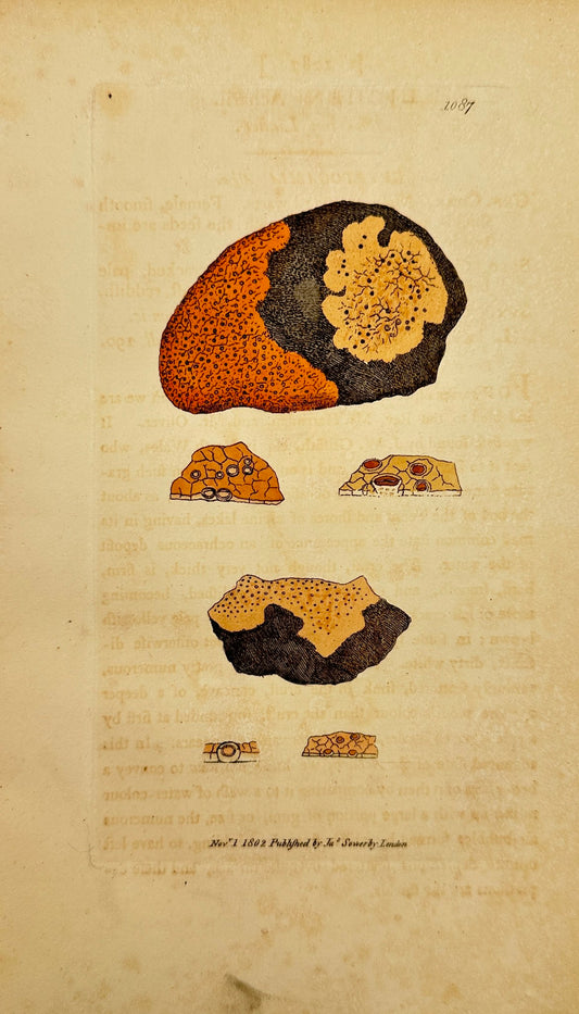 Antique Botanical Print - James Sowerby - Lichen Acharii - Acharian Lichen - F1