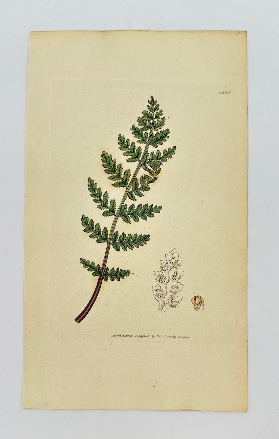 Antique Print - James Sowerby - Cyathea Dentata - Toothed Cup-fern - F1