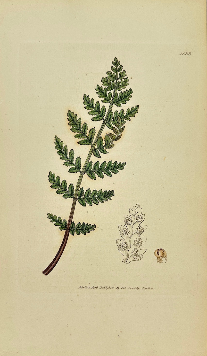 Antique Print - James Sowerby - Cyathea Dentata - Toothed Cup-fern - F1
