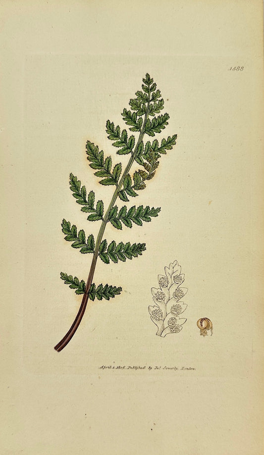 Antique Print - James Sowerby - Cyathea Dentata - Toothed Cup-fern - F1