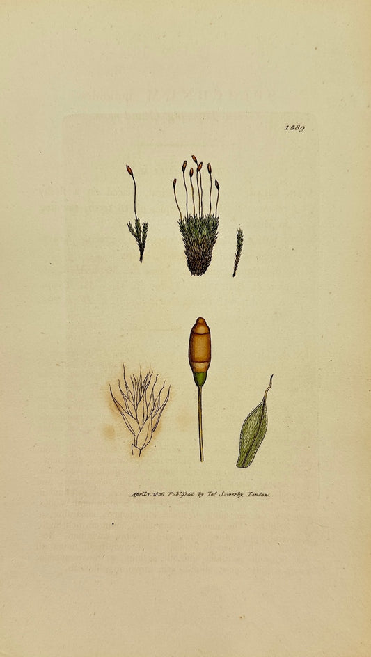 Antique Print - Sowerby - Splachnum Mnioides - Green Tapering Gland-moss - F1
