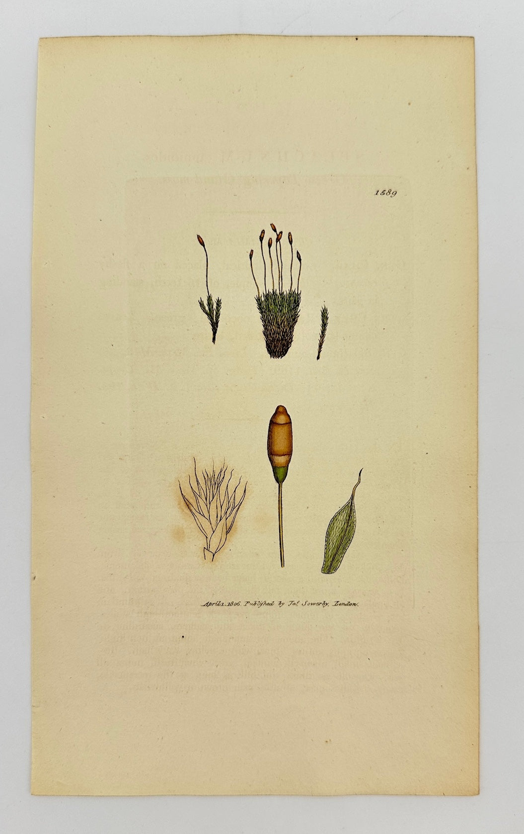 Antique Print - Sowerby - Splachnum Mnioides - Green Tapering Gland-moss - F1
