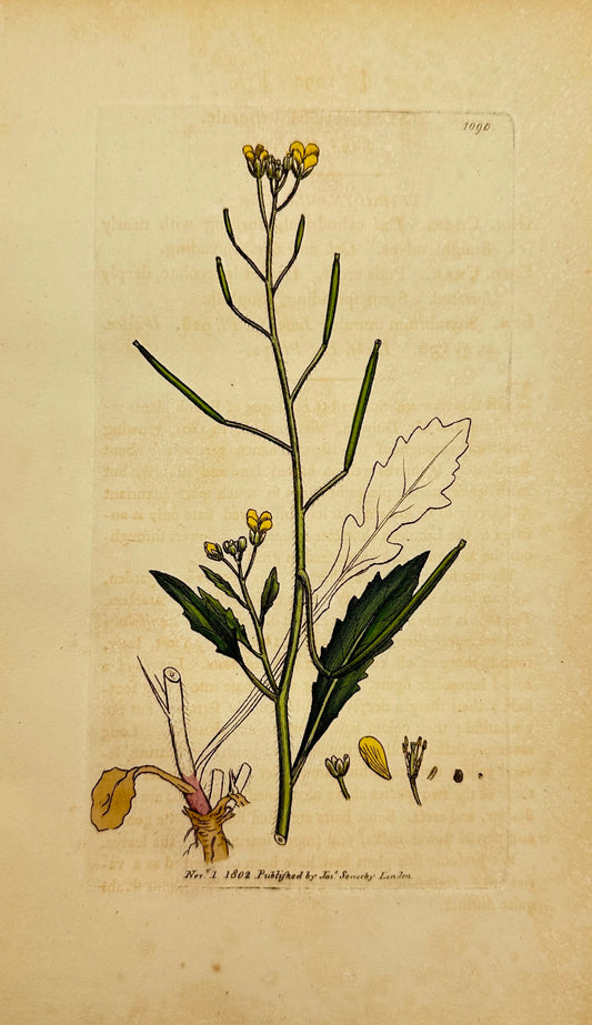 Antique Botanical Print - James Sowerby - Sisymbrium Murale - Sand Rocket - F1