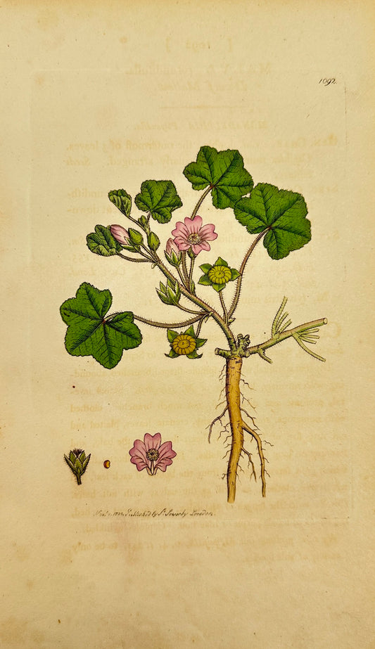 Antique Botanical Print - James Sowerby - Malva Rotundifolia - Dwarf Mallow - F1