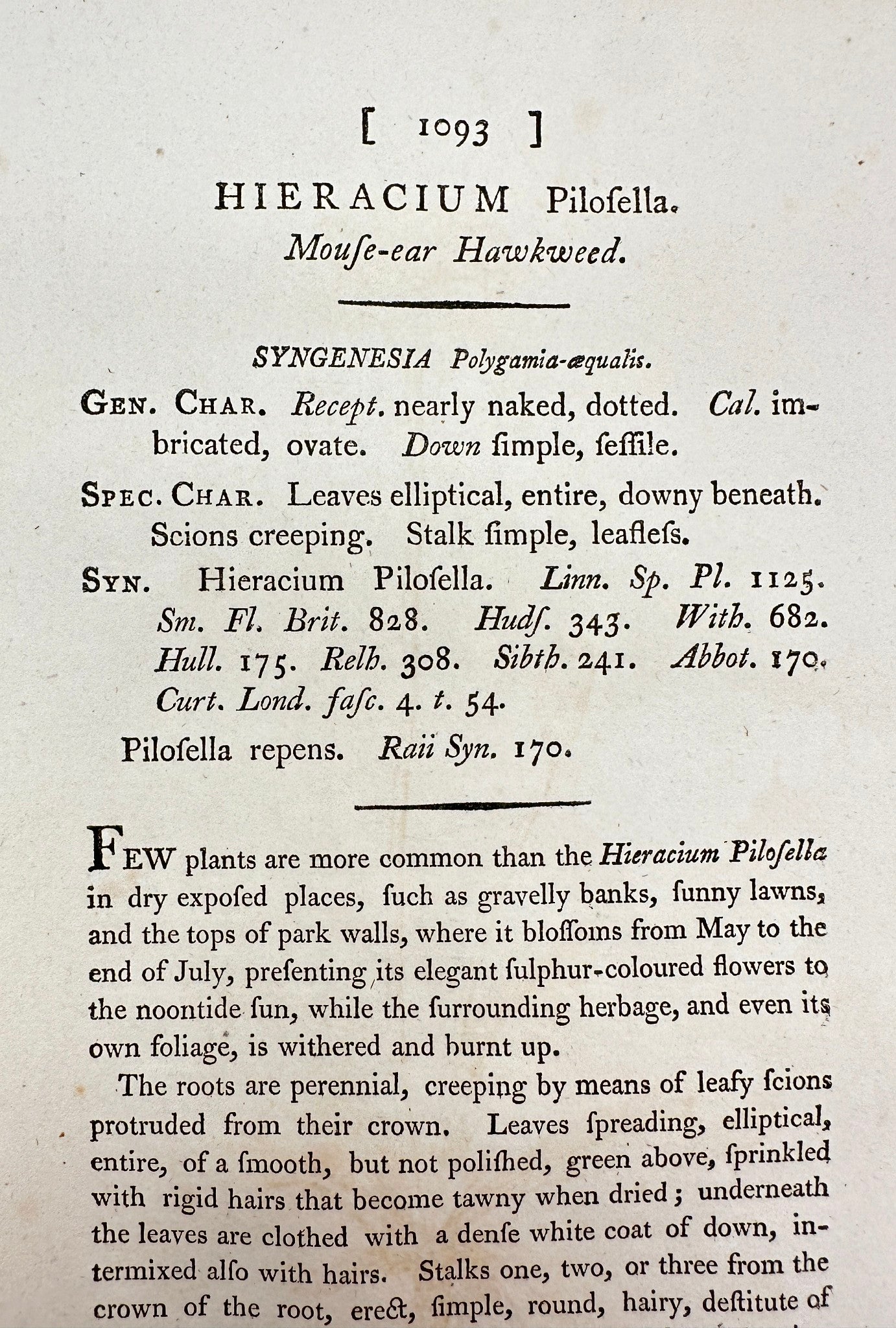 Antique Print - James Sowerby - Hieracium Pilosella - Mouse-ear Hawkweed - F1