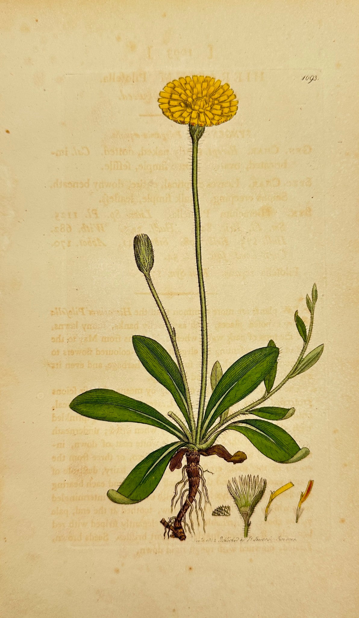 Antique Print - James Sowerby - Hieracium Pilosella - Mouse-ear Hawkweed - F1