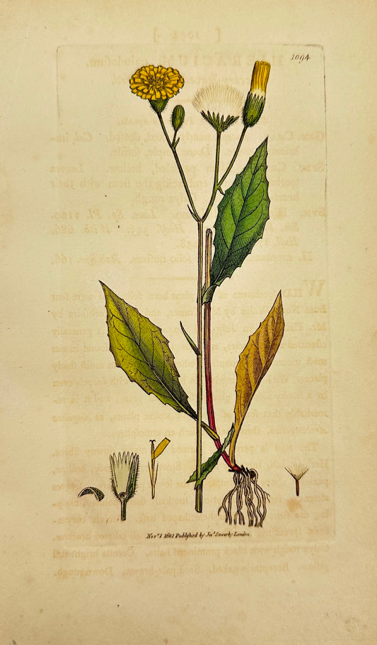 Antique Print - Sowerby - Hieracium Paludosum - Succory-leaved Hawkweed - F1