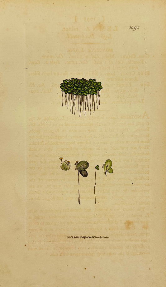 Antique Botanical Print - James Sowerby - Lemna Minor - Leffer Duck-weed - F1