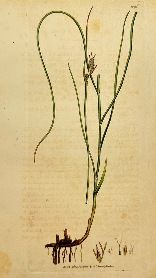 Antique Print - James Sowerby - Carex Divisa - Bracteated Marsh Carex - F1