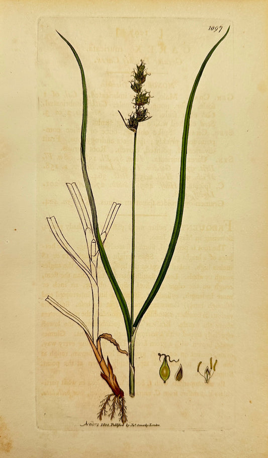 Antique Print - James Sowerby - Carex Muricata - Prickly Sedge - F1