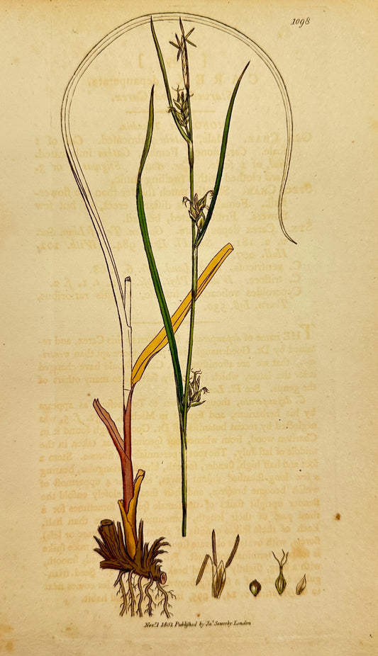 Antique Print - James Sowerby - Carex Depauperata - Starved Wood Carex - F1