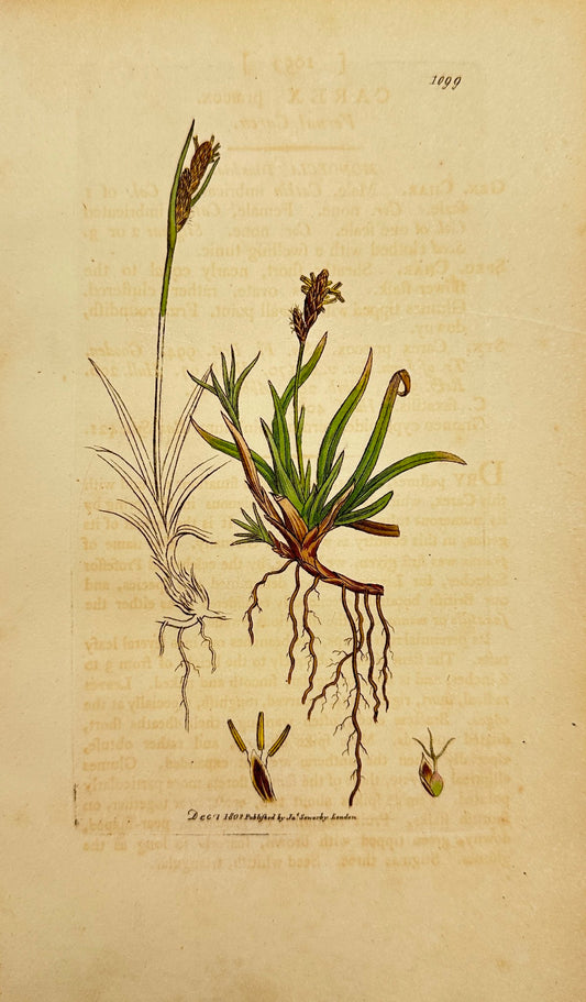 Antique Botanical Print - James Sowerby - Carex Praecox - Vernal Carex - F1