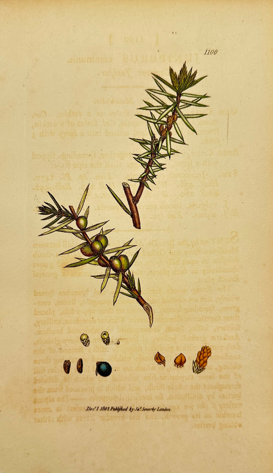 Antique Print - James Sowerby - Juniperus Communis - Common Juniper - F1