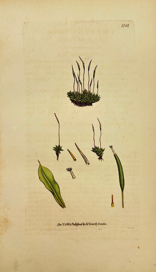 Antique Botanical Print - James Sowerby - Tortula Fubulata - Tortula Moss - F1
