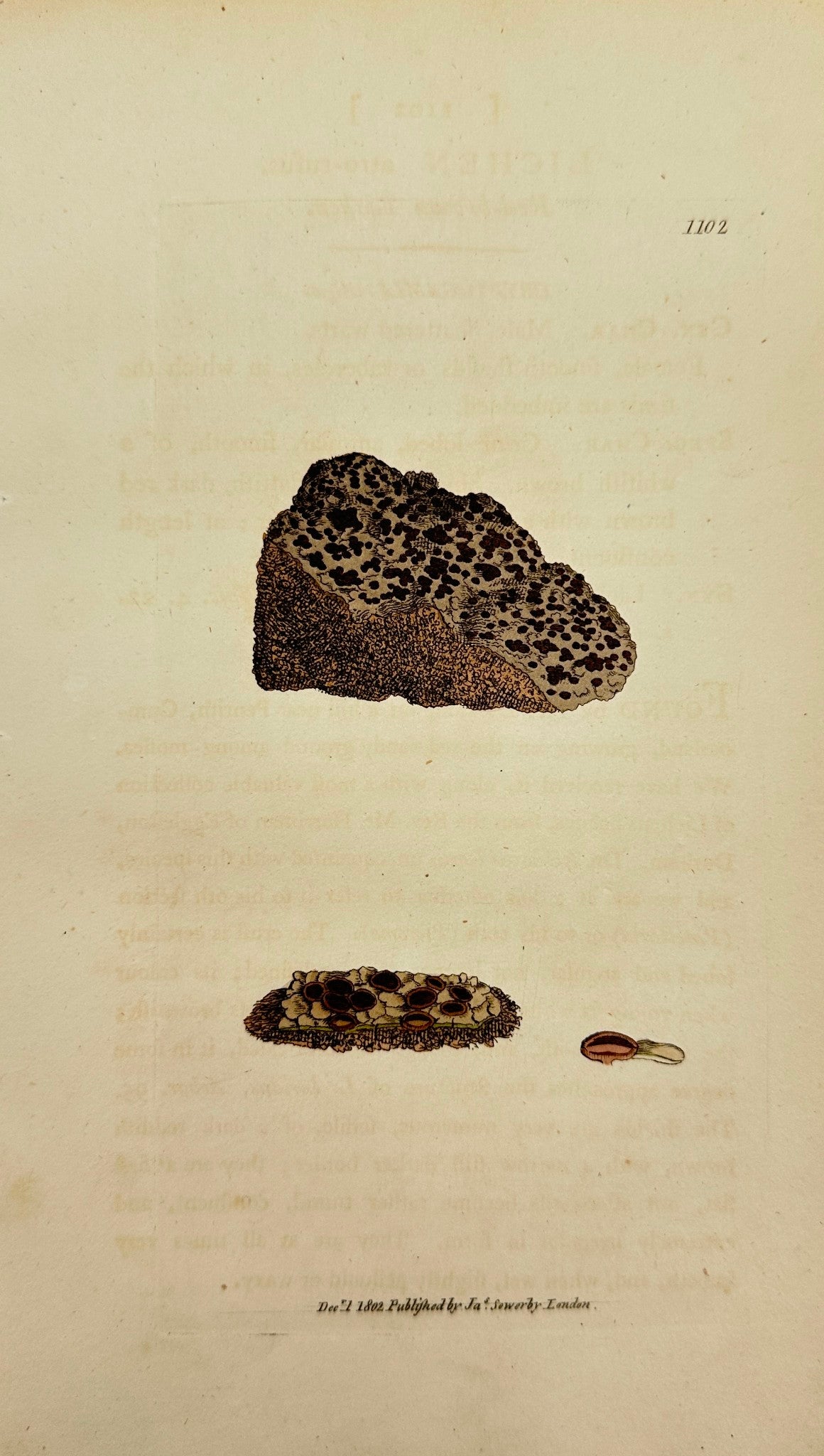 Antique Print - James Sowerby - Lichen Atro-rufus - Dark Red Lichen - F1
