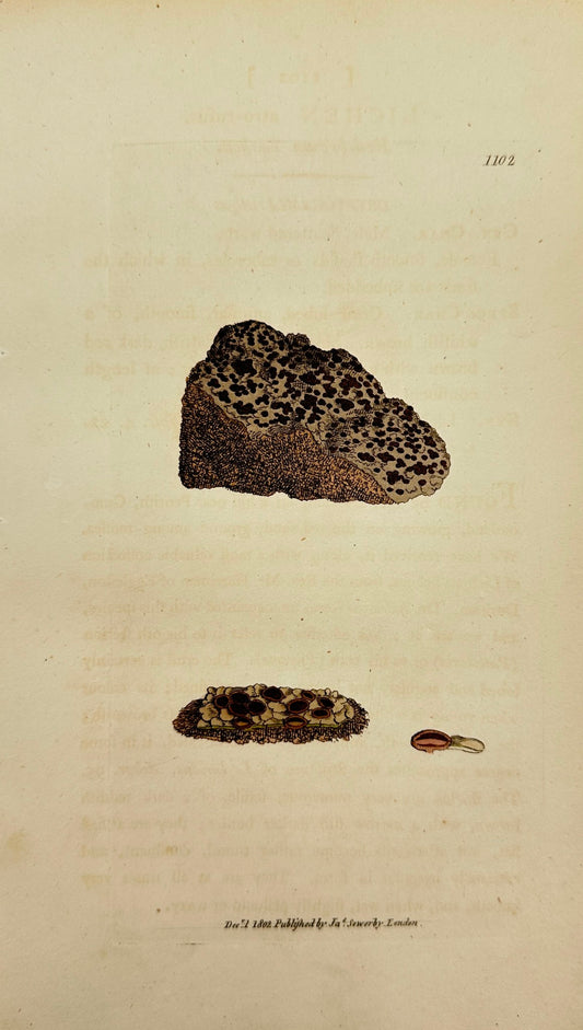 Antique Print - James Sowerby - Lichen Atro-rufus - Dark Red Lichen - F1