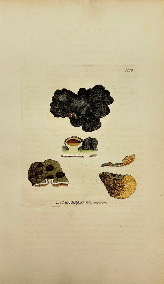 Antique Print - James Sowerby - Lichen Fuliginofus - Sooty Leafy Lichen - F1