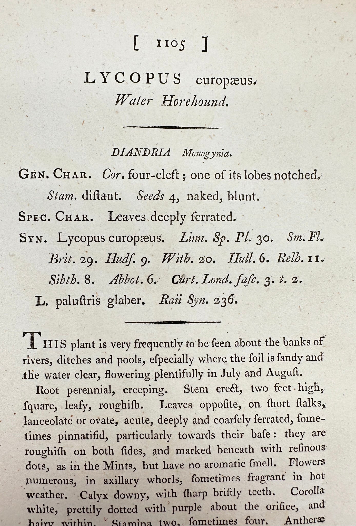 Antique Print - James Sowerby - Lycopus Europaeus - Water Horehound - F1