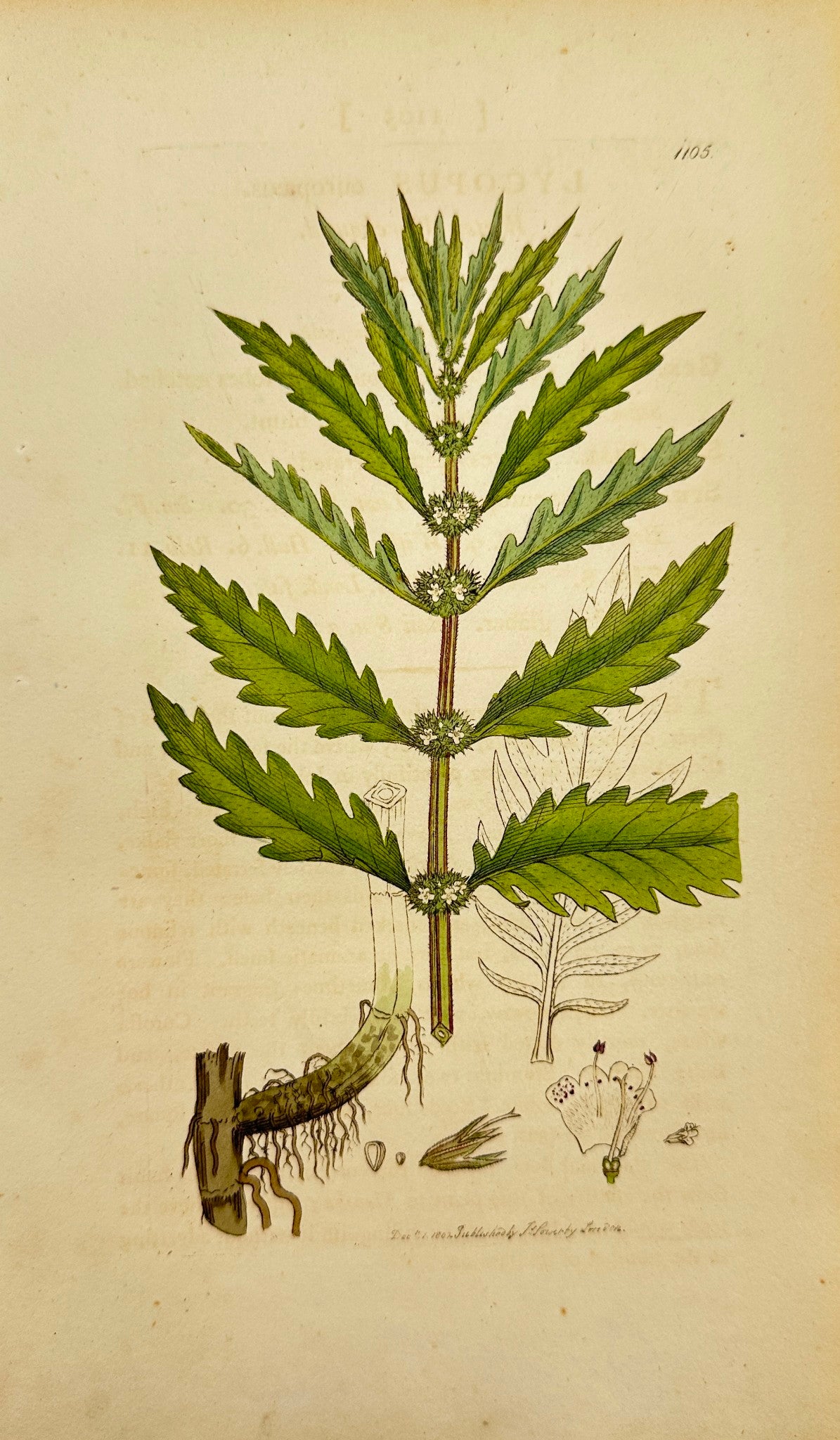 Antique Print - James Sowerby - Lycopus Europaeus - Water Horehound - F1