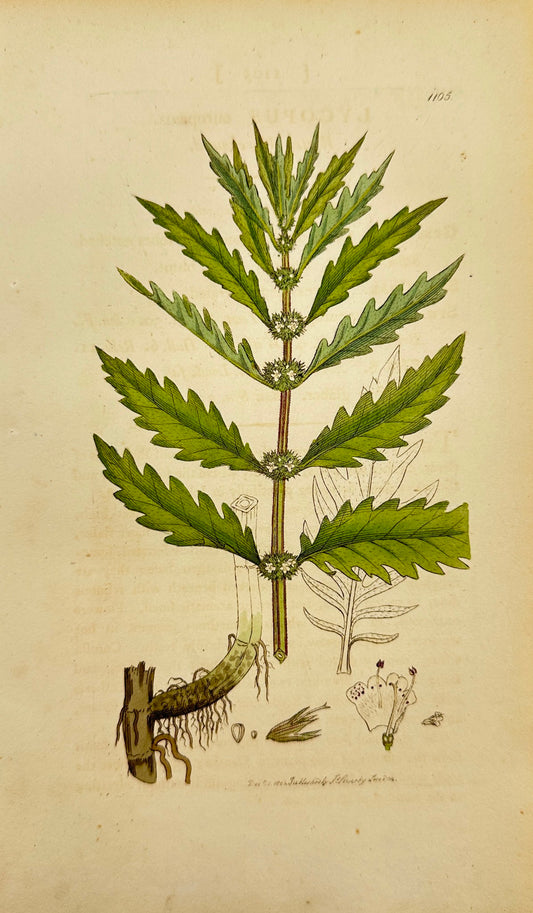 Antique Print - James Sowerby - Lycopus Europaeus - Water Horehound - F1